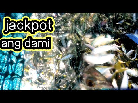 madaling hulihin piro napakadilikadong gawin/traditional fishing fishtrap🐟🐠🐠