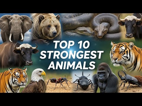 Top 10 Strongest Animals in the World 💪🐾