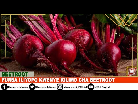 , title : 'TAMBUA FURSA ILIYOPO KWENYE KILIMO CHA KIAZI CHEKUNDU 'BEETROOT''