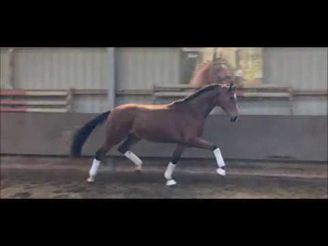 3 jähriger Wallach von Bordeaux x Don Romantic x Rohdiamant