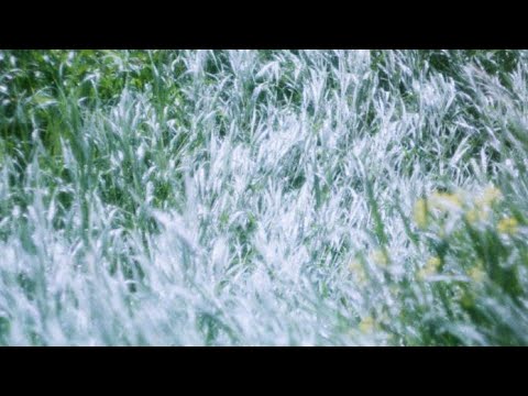 Пуща (Pušča) - Колискова (Single, 2022)