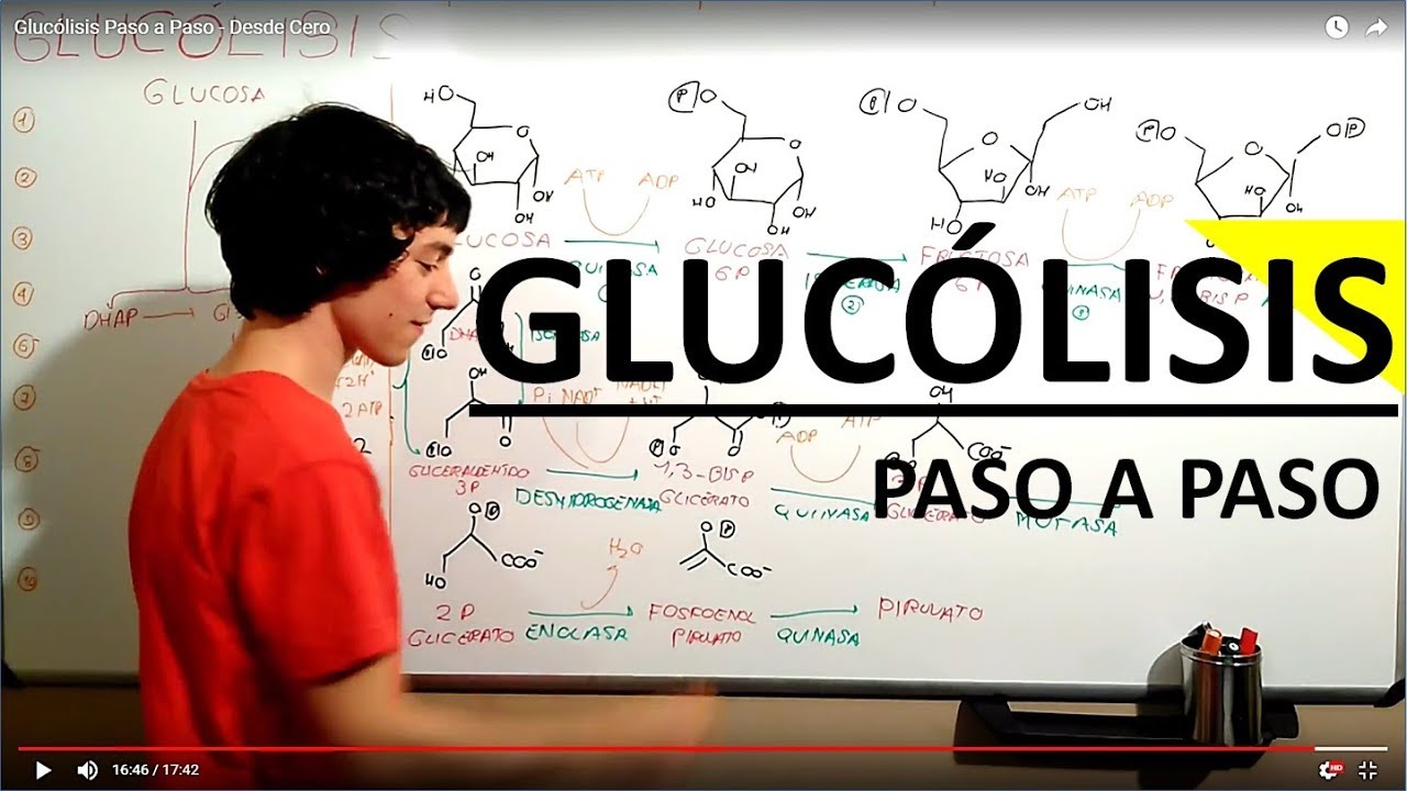 Glucólisis Paso a Paso - Desde Cero