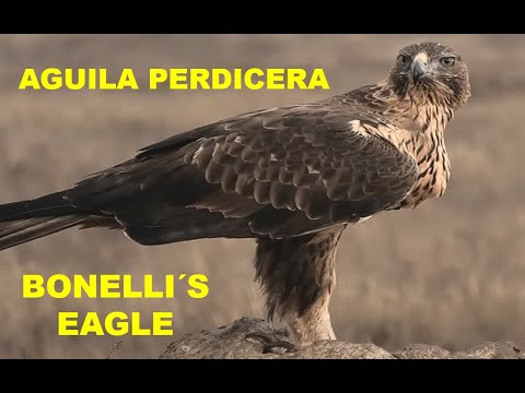 AGUILA PERDICERA | BONELLI´S EAGLE | Aquila fa