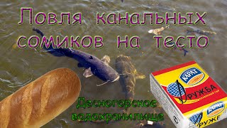 На что ловят сомиков канальный