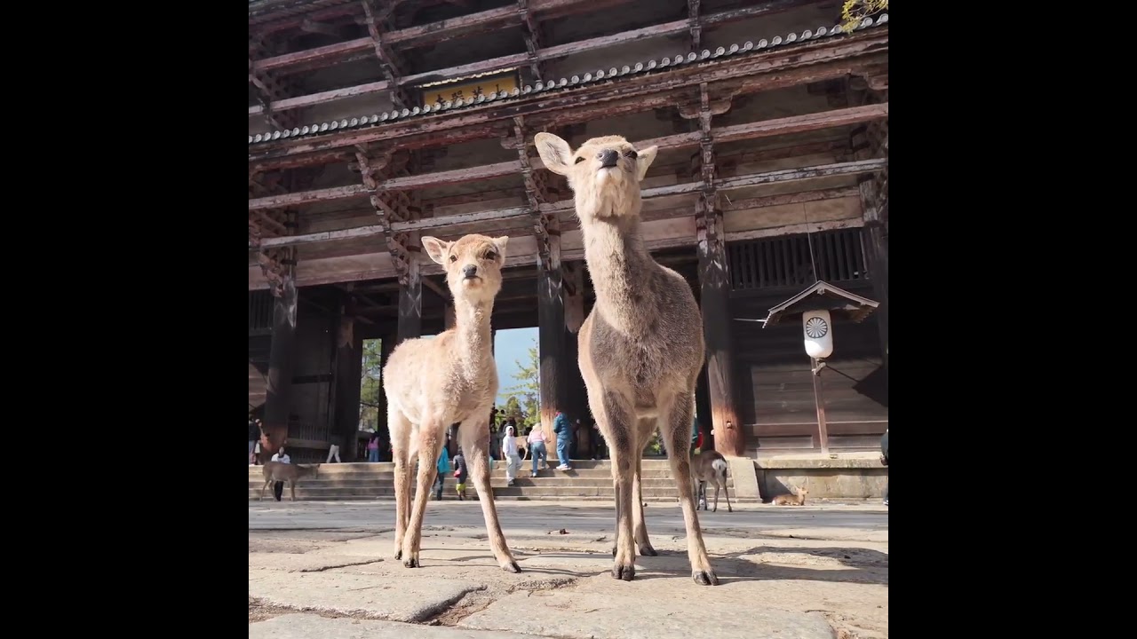 南大門のみなみちゃん親子 #deerpark #奈良公園 #鹿