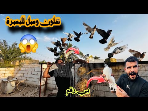 صيد طير بي رقم وخابرت راعيه سمع مين جاي ??😱