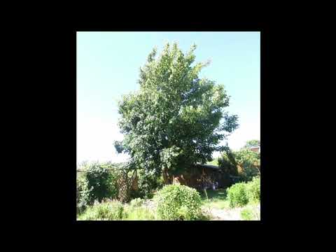 Mein Baum, der Bergahorn, war leider hohl und brüchig geworden und wurde zur Gefahr