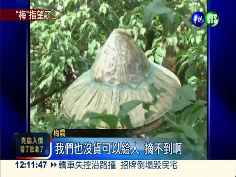 大台南鬧水荒 青梅產量銳減3成