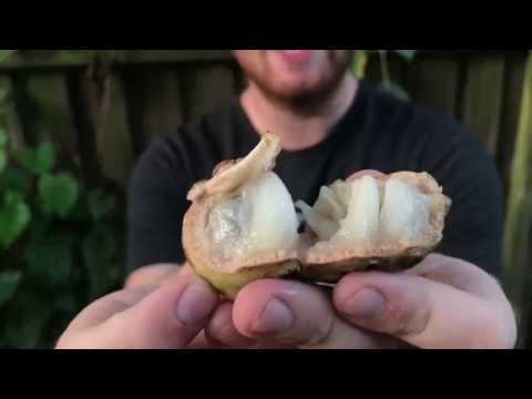 Atemoya Fruit Taste Test