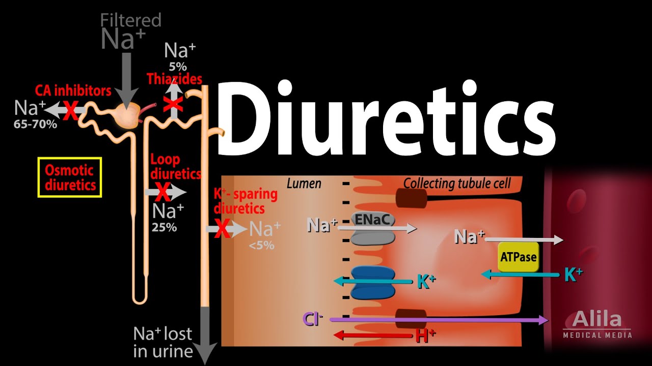 Diuretics - Mechanism of Action of Different Classes of Diuretics, Animation