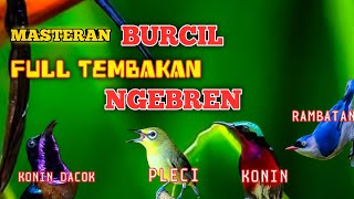 Download lagu 2 jam masteran kombinasi BURCIL full tembakan NGEBREN rapat cocok buat pemasteran burung lomba mp3 Download lagu 2 jam masteran kombinasi BURCIL full tembakan NGEBREN rapat cocok buat pemasteran burung lomba mp3