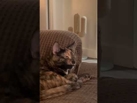 Mitzi the talking cat #cat #cats #cute #cutecat