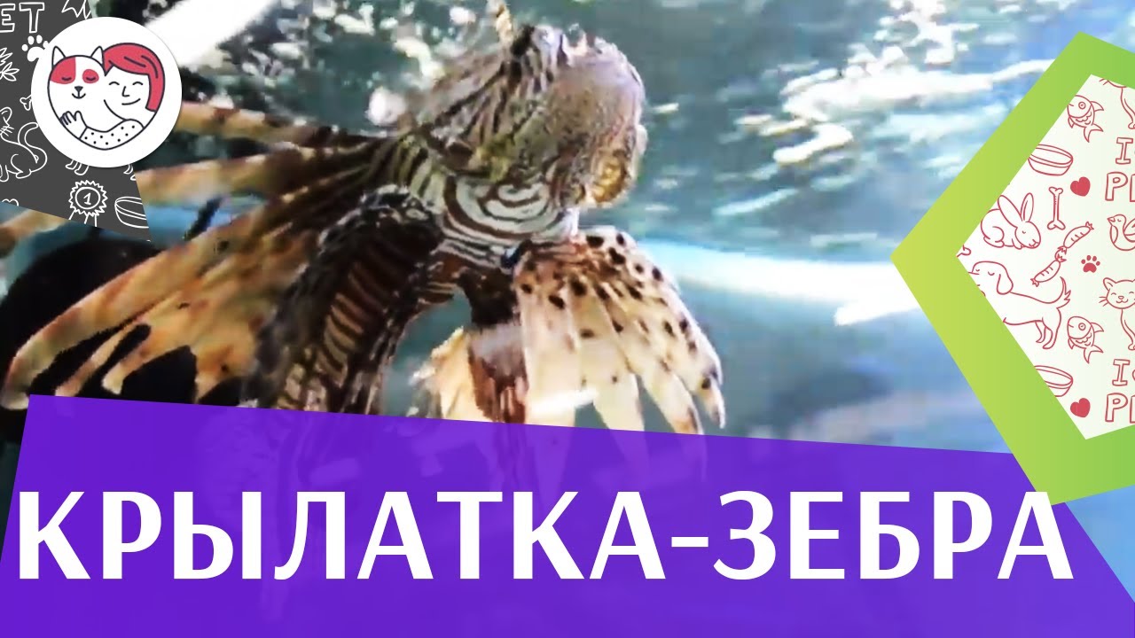 Крылатка зебра чернополосая Содержание на ilikepet