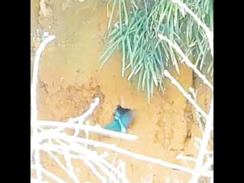 春に鳥を助けるにはどうすればよいですか？私たちの有益なアドバイス!  庭園