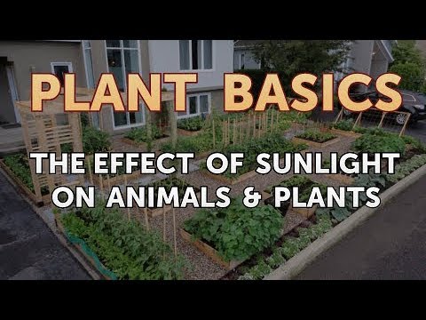 How to Dry an Overwatered Plant