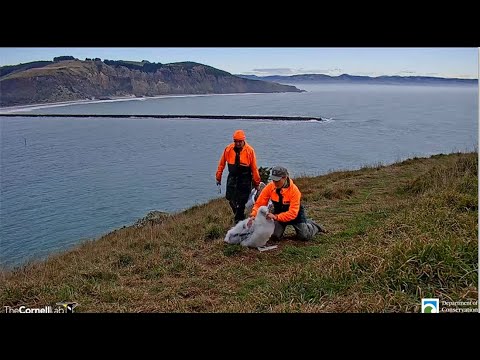 Royal Cam Albatross ~ DOC Rangers Weigh QT!! 🐥 😊 5.31.22