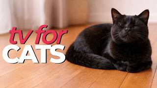 6 Hour Cat TV 🐦 Birds & Wildlife for Cats to Watch | Cat Entertainment Video