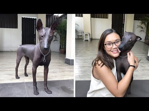 Internautas confunden Xoloitzcuintle con estatua Internautas confunden Xoloitzcuintle con estatua