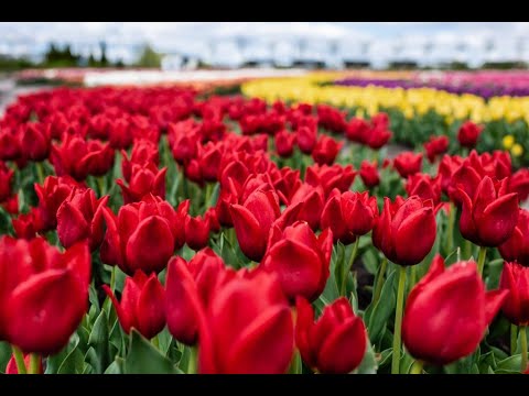 Участник 9077, NyU59WYF_-Q