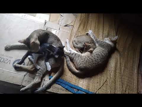 ചക്കി കുറിഞ്ഞി  പൊടി മോനും പൊടി മോളും