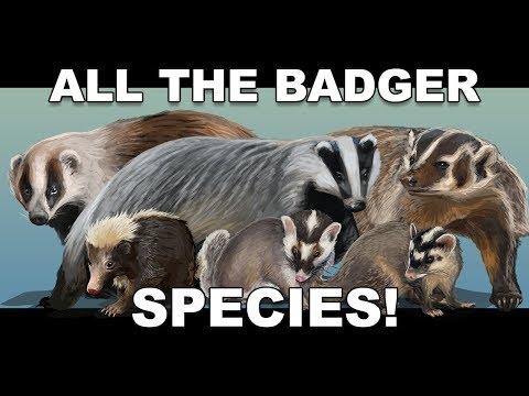 image-What is the closest relative to a badger?