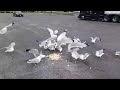Feeding Seagulls Clancy S Sour Cream Onion Potato Chips
