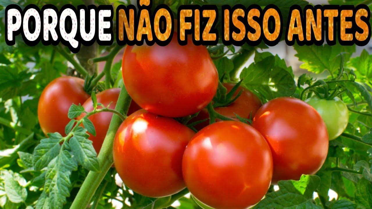 Dobre o Rendimentos dos Tomates com esses Truques Simples (Qualquer Planta)