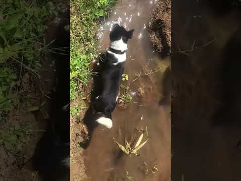 අපේ බින්ටුගෙ වැඩ.වතුරට බයක් ඇත්තෙම නෑ එයා @samithasrilanka