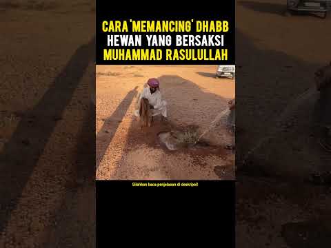 Cara Mancing Dhabb Keluar