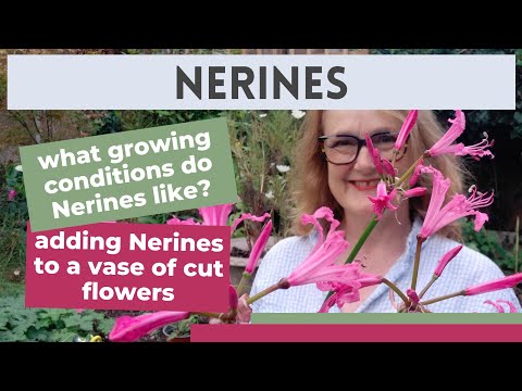 Where should I plant my Nerines? 🌸