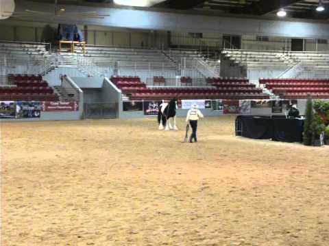 2015 Feathered Horse Classic – National Championship on January 14, 2016