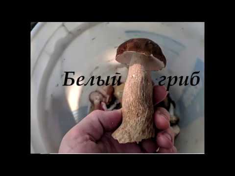 Белый гриб, Приморский край, грибы , Bolétus edúlis