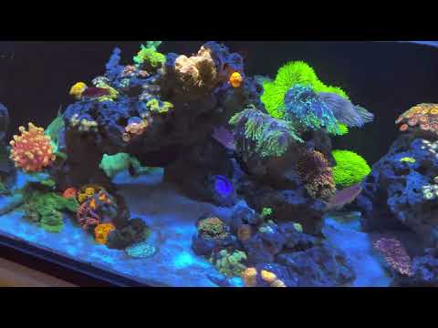 Reef Tank Update on the SR80