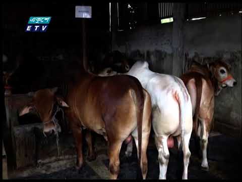 চট্টগ্রামে এবারও অনলাইনে কোরবানীর পশু বিক্রির উদ্যোগ নিয়েছে প্রাণিসম্পদ অধিদপ্তর
