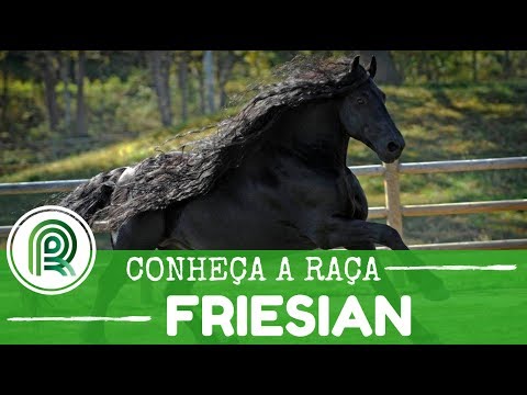 Friesian: meet the horse that stands the test of time