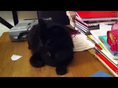 Sri lankan Tiger & puma cat fight in london 2012 Prema