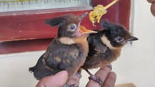 Download lagu Review the price of taking a pair of Cililin chicks from the forest... mp3