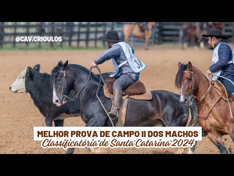 Campana Estradero • Melhor Prova de Campo II dos Machos na Classificatória de Santa Catarina 2024