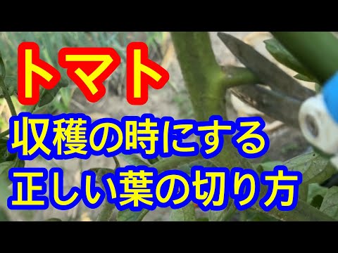 【トマト】収穫の時に一緒に葉を取ると色々と良いことがあります。取ってはいけない葉もあるので、どの葉をいつ取るのかを解説します。