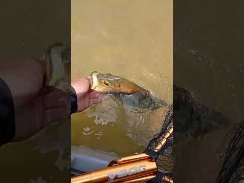 6° Torneio Paulista de Caiaque GKF, NOVA CANAÃ, Competidor HORLANDO #tucunare #pescaria #fishing