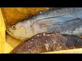Fresh Fishes At George Fish Mart Shorts Tn74butcher Georgefishmart Vadaseryfishmarket