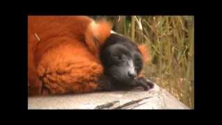 preview picture of video 'Colchester Zoo.wmv'