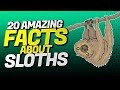 20 Interesting Facts About the SLOTH