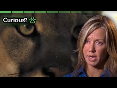 Escaping the Lone Wolf | Human Prey