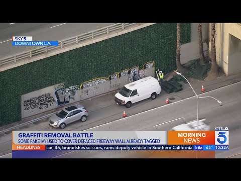 'Graffiti-proof' ivy was installed along a busy Los Angeles freeway. It didn’t work so well 