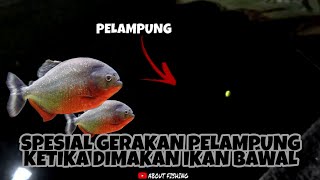 Download lagu The Fun of Fishing for Pomfret with a Floating Gear • Float Movement When Eaten by Pomfret mp3