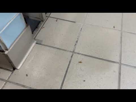 Restaurant Crawling with Cockroaches in Carteret, NJ