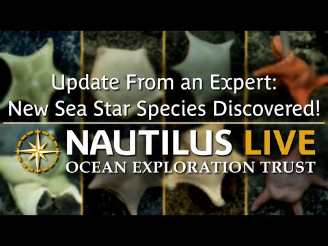 Scoperta una nuova specie di stella marina: aggiornamento da un esperto | Nautilus Live