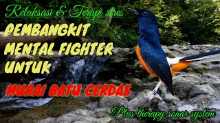 Download lagu Terapi murai batu malam hari untuk rileksasi mental stres macet bunyi mp3 Download lagu Terapi murai batu malam hari untuk rileksasi mental stres macet bunyi mp3