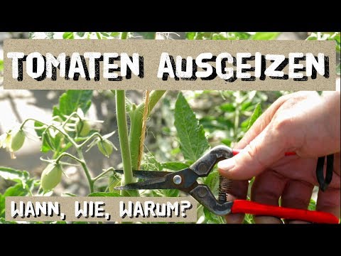 , title : 'Tomaten ausgeizen - einfach aber wichtig!'